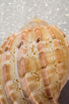 Decorative brown sea shell close up background.
