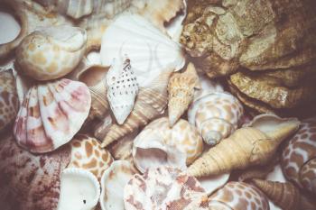 Lots of different seashells piled together, vintage colors close up.