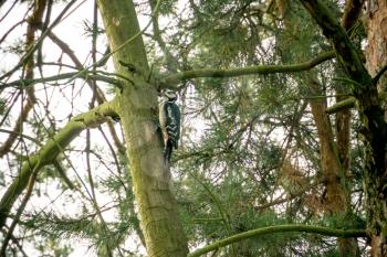 Great spotted woodpecker on pine tree in the forest.