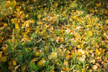 Colorful fallen autumn leaves lays on green grass.