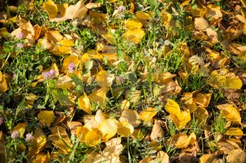 Colorful fallen autumn leaves lays on green grass.