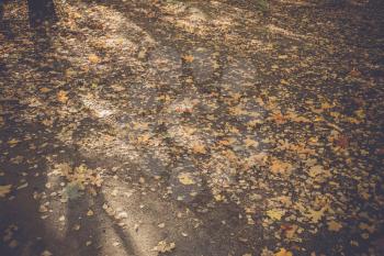 Colorful fallen autumn leaves lays on the ground, vintage colors.