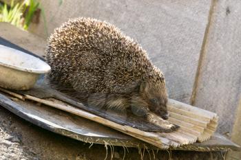 Cute big hedgehog on a walk in the garden.
