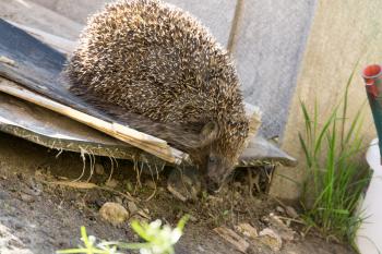 Cute big hedgehog on a walk in the garden.