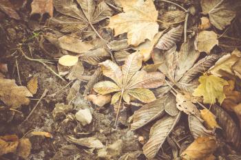 Grunge colorful leaves, natural autumn background, color processed image.