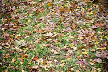 Colorful fallen autumn leaves on the grass background.
