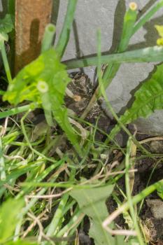 Little frog hiding in the garden at the sunny summer day.
