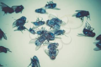 Group of dead, frozen flies close up background.