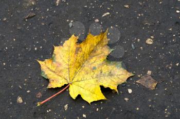 Fallen maple leaf on asphalt road, autumn themed background.