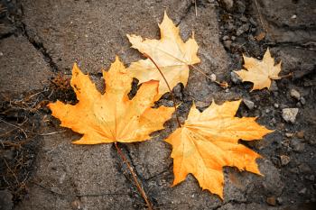 Fallen maple leaf on asphalt road, autumn themed background.