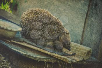 Cute big hedgehog on a walk in the garden, vintage textured background.