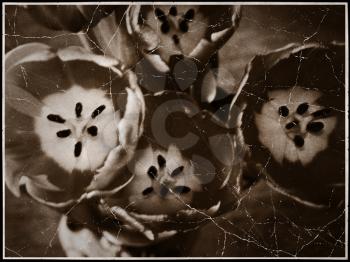 Retro styled photo of tulip flowers, vintage effect background.