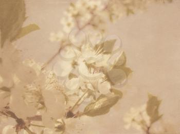 Vintage Plum Blossom grunge background. Texture and color processing.