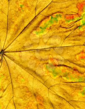 Highly detailed Autumn Maple leaf texture, macro background.