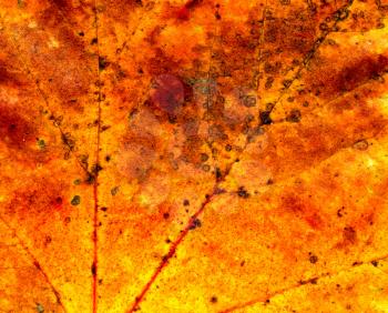 Close up view of autumn maple leaf texture.