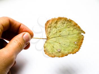 Close up of green grungy looking leaf on white background.