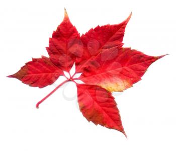 Red autumn virginia creeper leaves on white background.