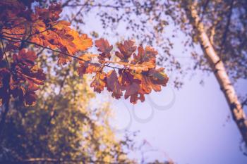 Bright yellow autumn oak leaves on branches, vintage effect.