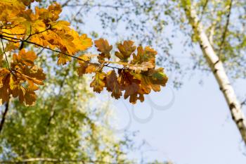 Bright yellow autumn oak leaves on branches.