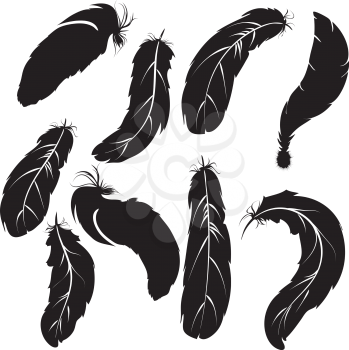 Stylized feathers silhouettes set on white background.