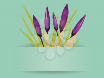 Spring card with bouquet of purple crocus flowers.