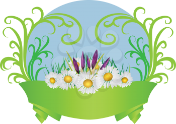 Spring background with purple crocus flowers and daisies with green ribbon.