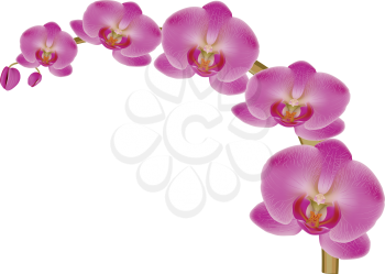 Illustration of pink orchid flower on white background.