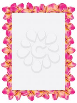 Floral frame made from plumeria, frangipani flowers.