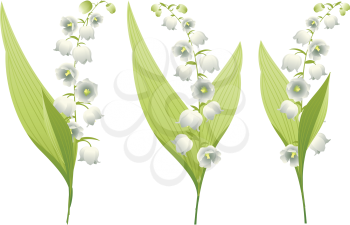 Spring flowers lily of the valley illustration on white background.