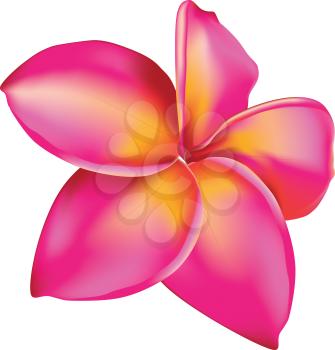 Pink plumeria, frangipani tropical flower on white background.