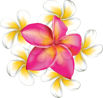 Frangipani, plumeria big pink and small white flowers isolated.