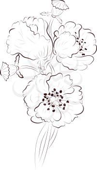 Hand drawing poppy flower, simple line art illustration.