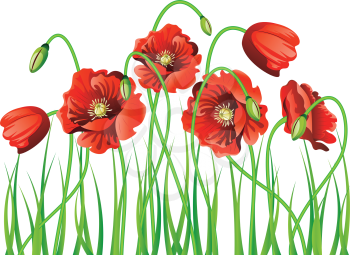 Bright red poppy flowers with green grass background.