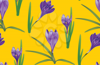 Spring flowers, purple blooming crocus or saffron design.
