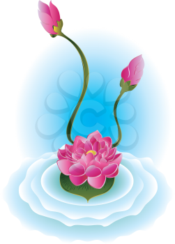 Water lily, purple lotus flower illustration on white background.