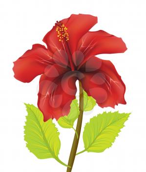 Red hibiscus flower illustration on white background.