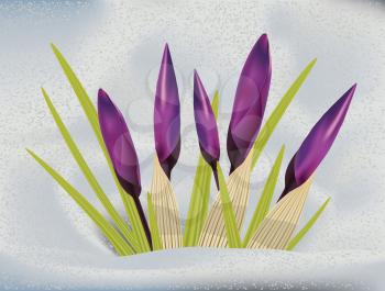 Purple spring crocus flowers in the snow background.