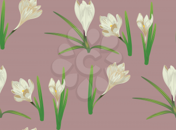 Spring flowers, white blooming crocus or saffron design.