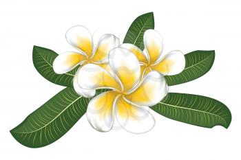 White plumeria, frangipani flowers with green leaves.