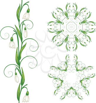 Blooming spring flowers white snowdrop with green leaves illustration.