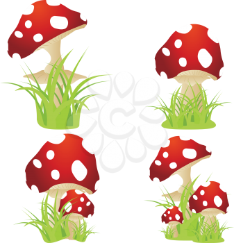 Red wild forest mushroom, amanita with green grass.