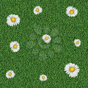 Daisy flowers on fresh green grass background.
