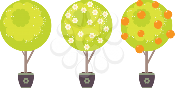Cartoon stylized green tree with white flowers in spring and oranges in summer time.