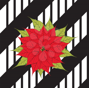 Decorative Christmas red poinsettia on black striped background.