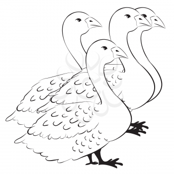 Farm bird, domestic white goose, cartoon poultry illustration.