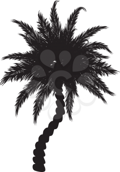 Black silhouette of a tropical palm tree on white background.