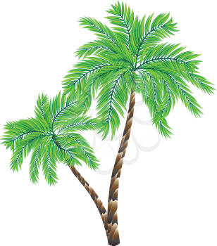 Two colorful palm trees illustration on white background.