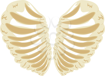 Abstract cartoon rib cage, thorax in a shape of a heart.