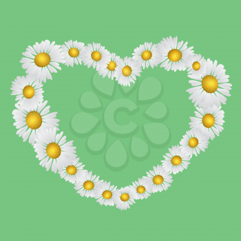Heart shaped daisy, chamomile flowers on green background.