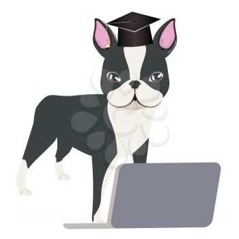 Cute cartoon dog, Boston Terrier wear graduation cap with laptop.
